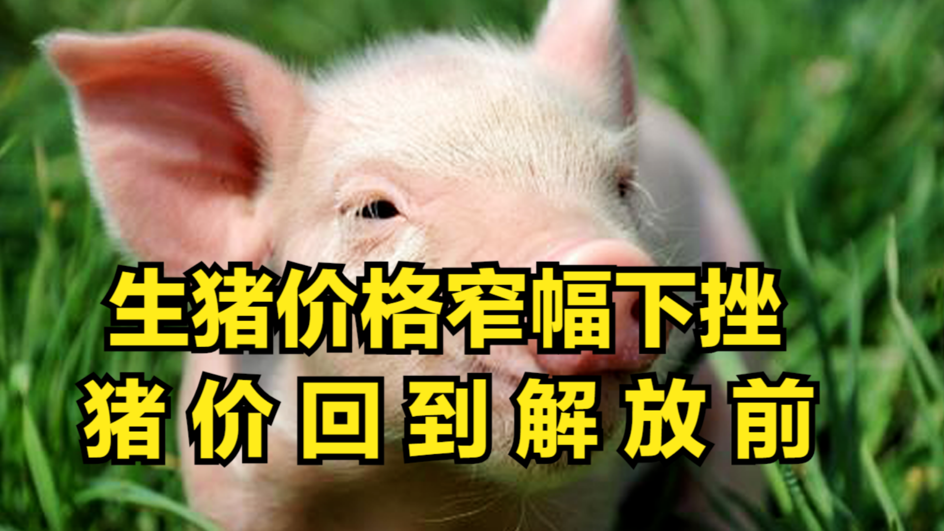 最新猪行情价格消息与小巷深处的味觉秘境探索