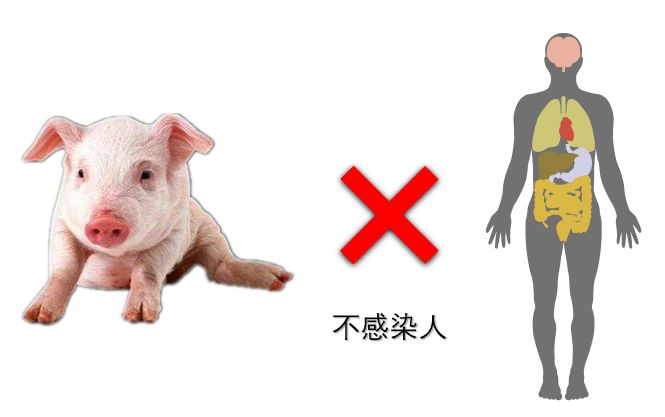 时代背景下的猪病最新视频深度洞察