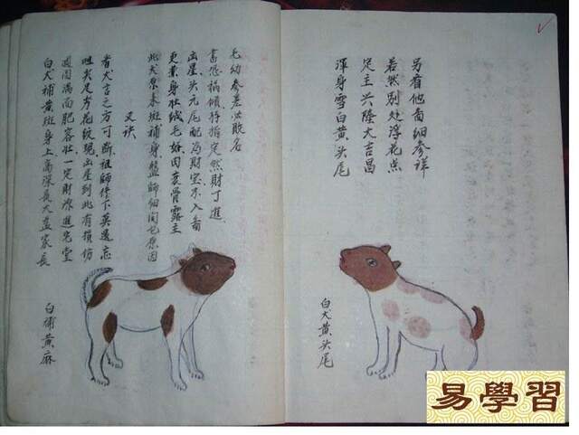 最新相狗术,最新相狗术，揭秘犬类个性与品种奥秘