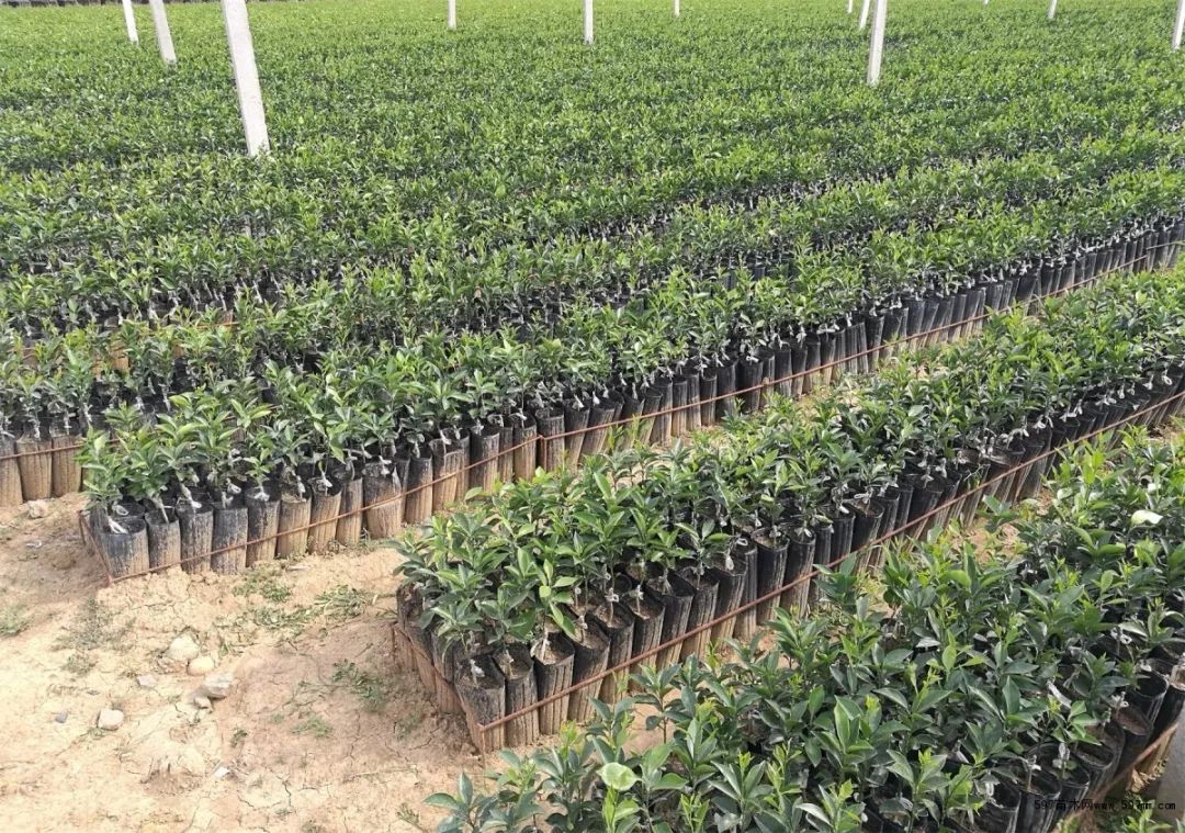 轻质建筑材料制造 第244页