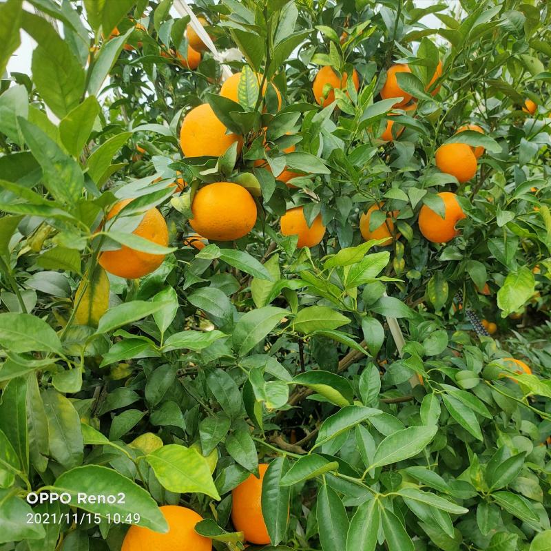 新鲜沃柑上市，季节美味尝鲜正当时