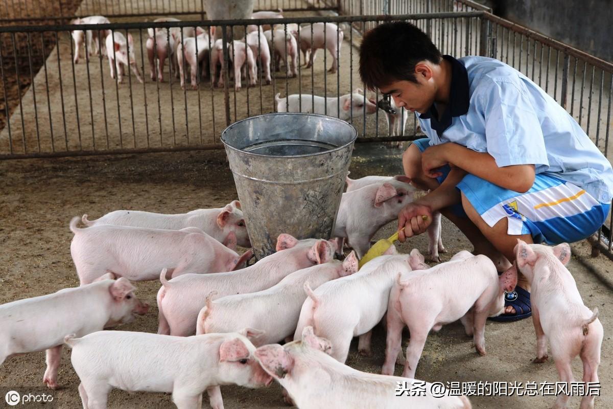 科技重塑肉类市场，最新肉价规定引领未来生活新篇章